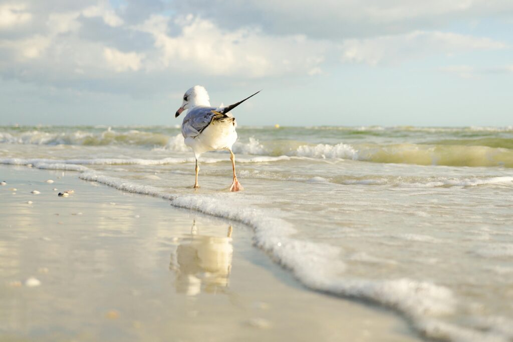 A serene image of a seagull walking along the tranquil Avon Park beach, with waves gently lapping at the shore.